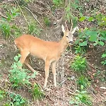 Apartment La Vista Magnificent View Lierna