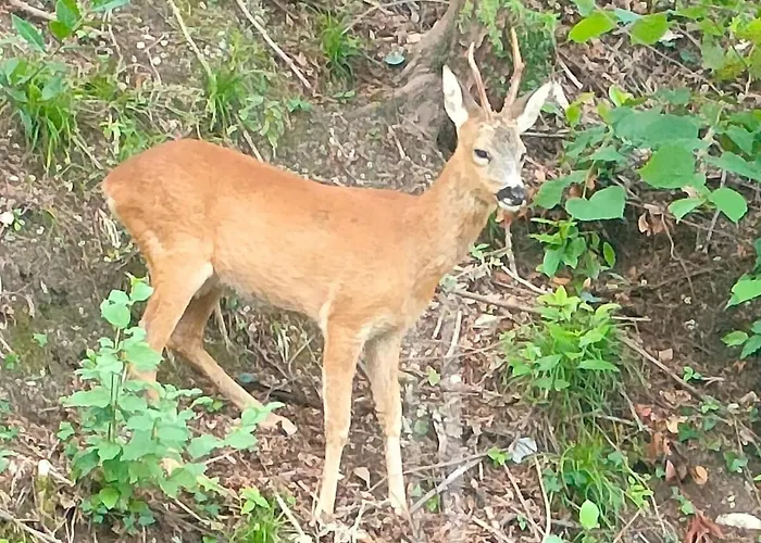 Апартаменты La Vista Magnificent View Льерна